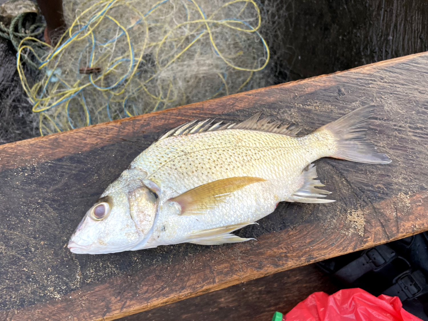 Une dorade pêchée par Blaise et Alexis