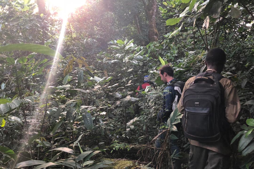 Marche en jungle alors que le jour touche à sa fin.