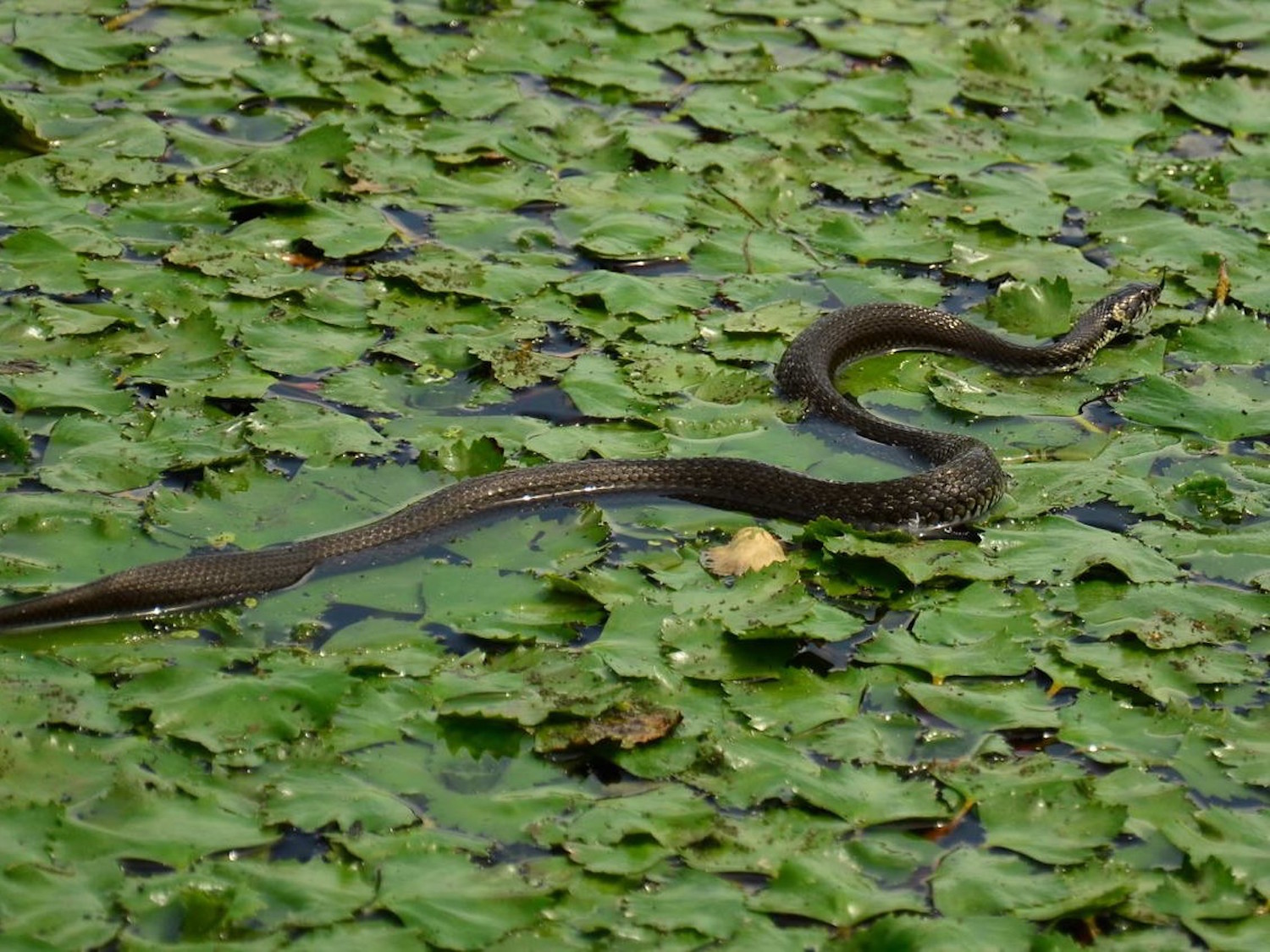 Couleuvre à collier dans les nénuphars (photo : Cristian Miteltu) 