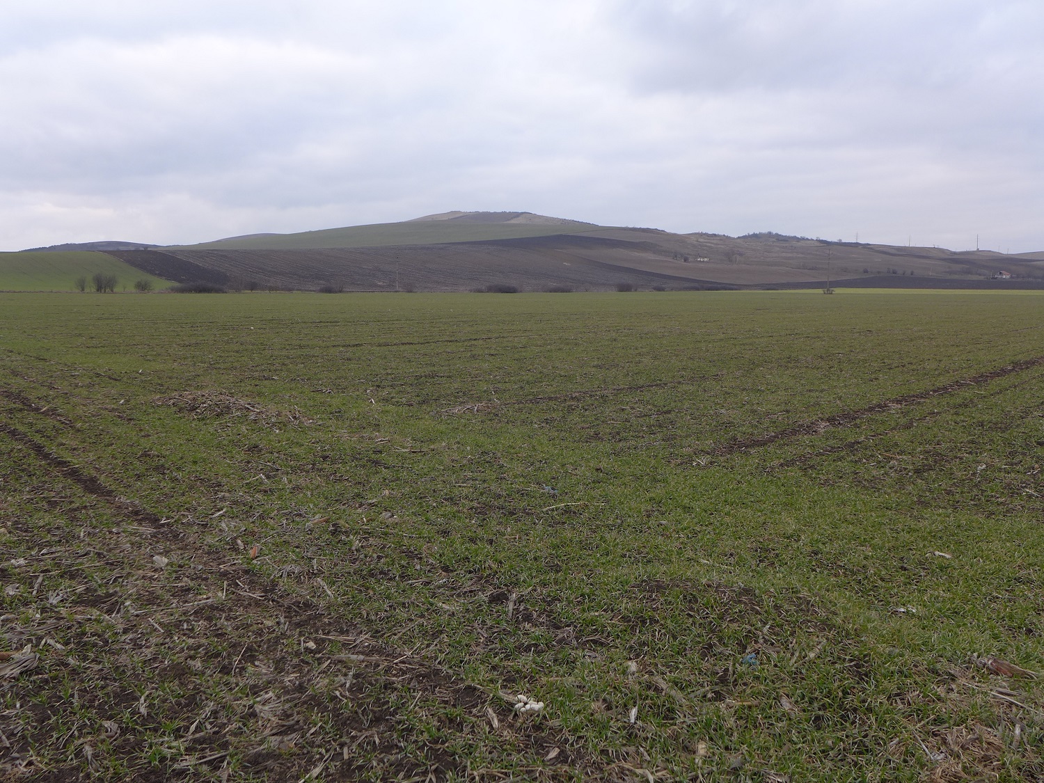 La plus grande parcelle de l’exploitation, plantée de blé. Elle fait 7 hectares et appartient à 5 propriétaires différents. Daniel a aussi une petite parcelle tout en haut de la colline.