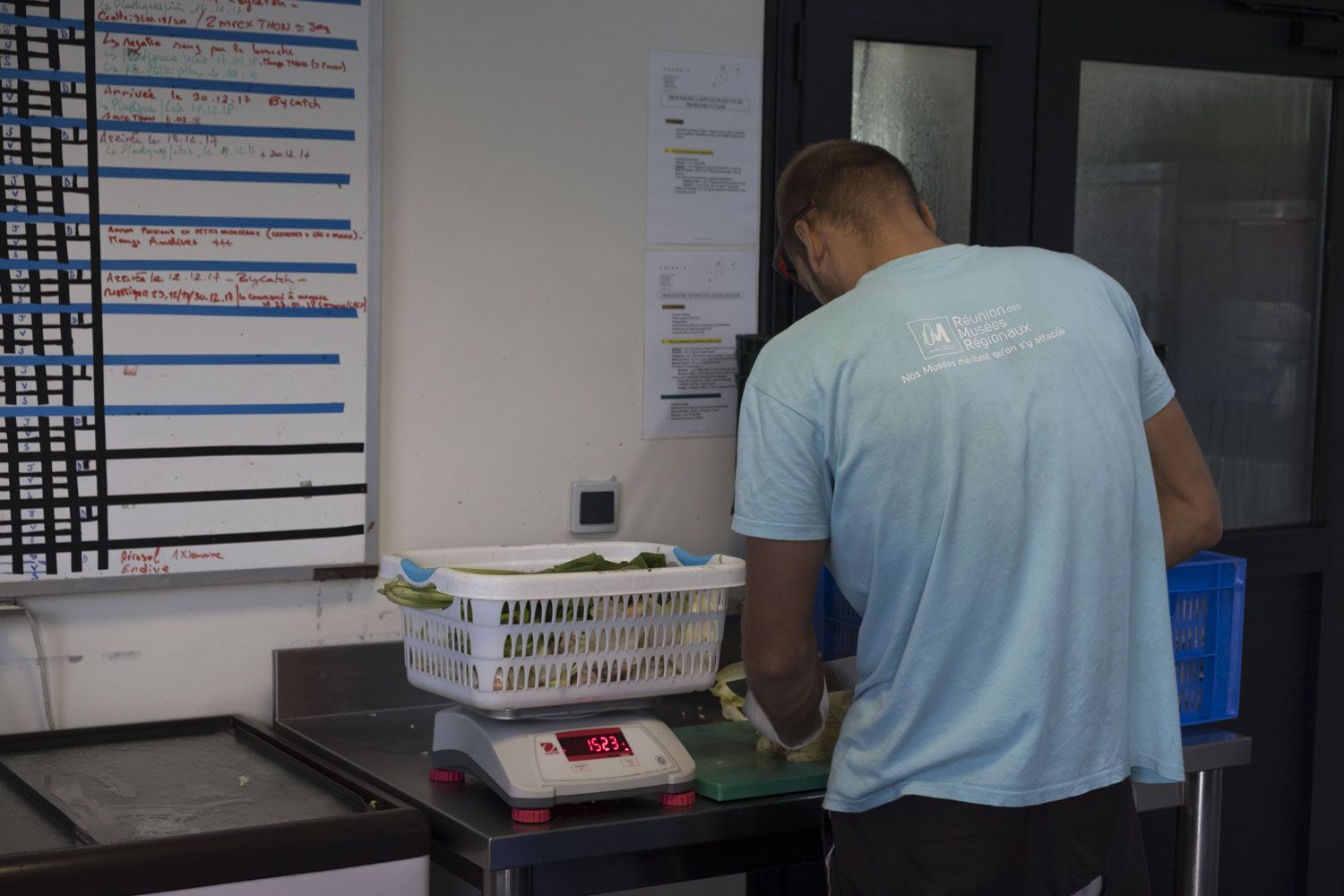 C’est l’heure du petit-déjeuner pour les tortues : ration d’endives pour les herbivores, et poissons frais pour les carnivores.