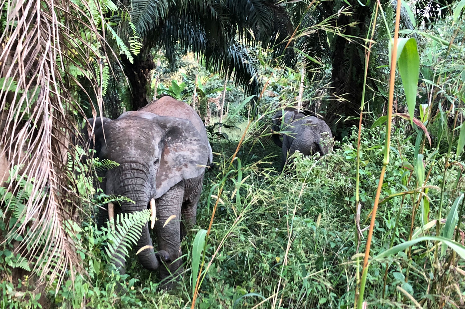 « Carol et moi nous approchons des éléphants. J’ai le micro dans une main et l’appareil photo dans l’autre. »