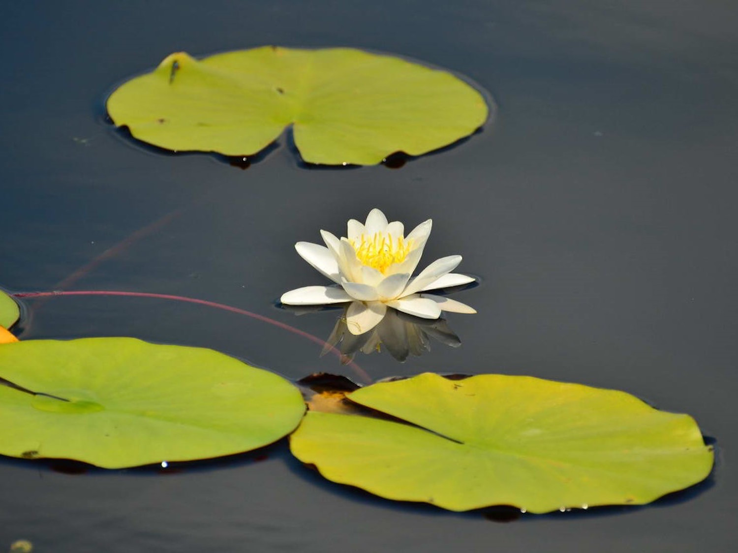 Nénuphar blanc en fleur (photo : Cristian Miteltu)