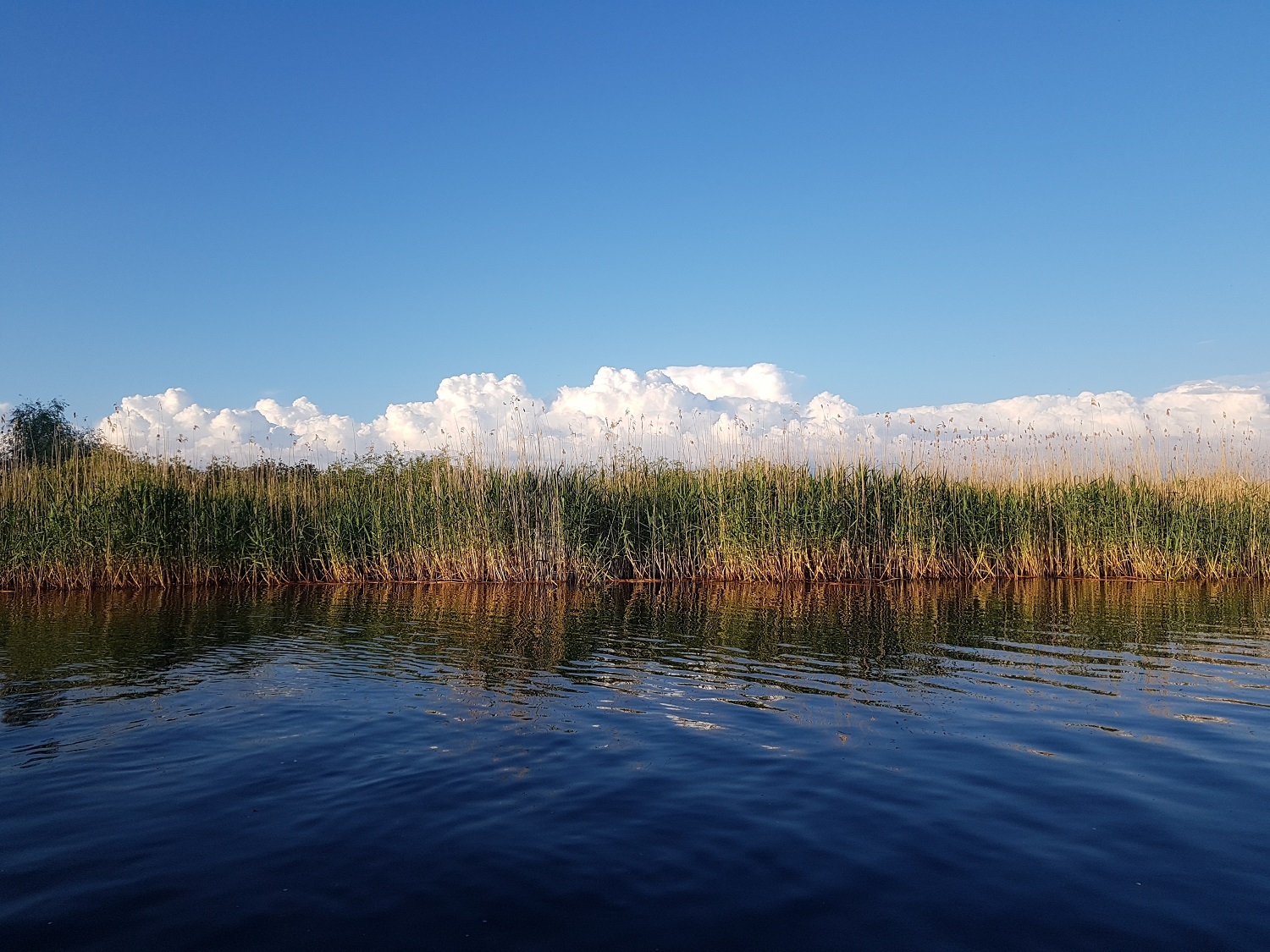 Le roseau, plante emblématique du Delta ( photo : Petre Vasiliu) 