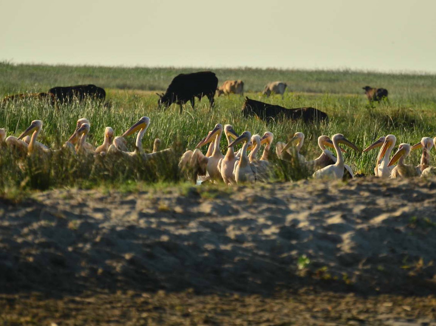 Vaches pâturant en liberté, près de pélicans (photo : Cristian Miteltu) 