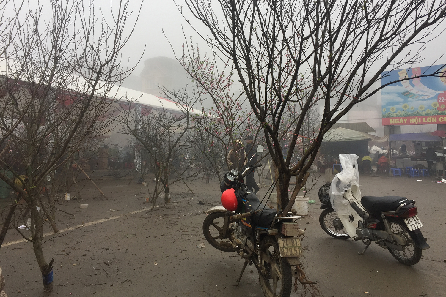 A l’approche du Têt, la plupart des Vietnamiens achètent ces arbustes, qui donnent des fleurs roses. Un peu comme le houx en France, pour Noël !