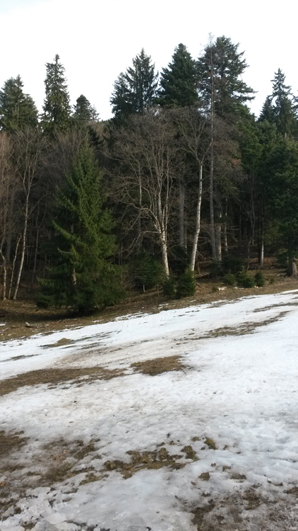 La neige n’est pas au rendez-vous