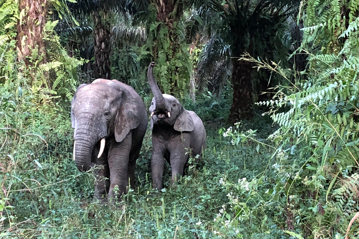 « L’éléphant s’arrête puis avance et recule sur une distance de quelques mètres pour me signifier qu’il m’a à l’œil. »