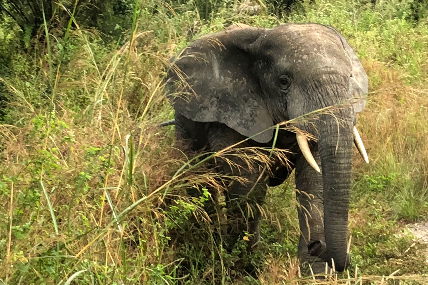 « Georges, qui rit de la situation, me dit que l’éléphant n’a pas l’habitude de voir des blancs et, plus sérieusement, que mon micro brandi vers lui a pu être perçu par le pachyderme comme une menace. »