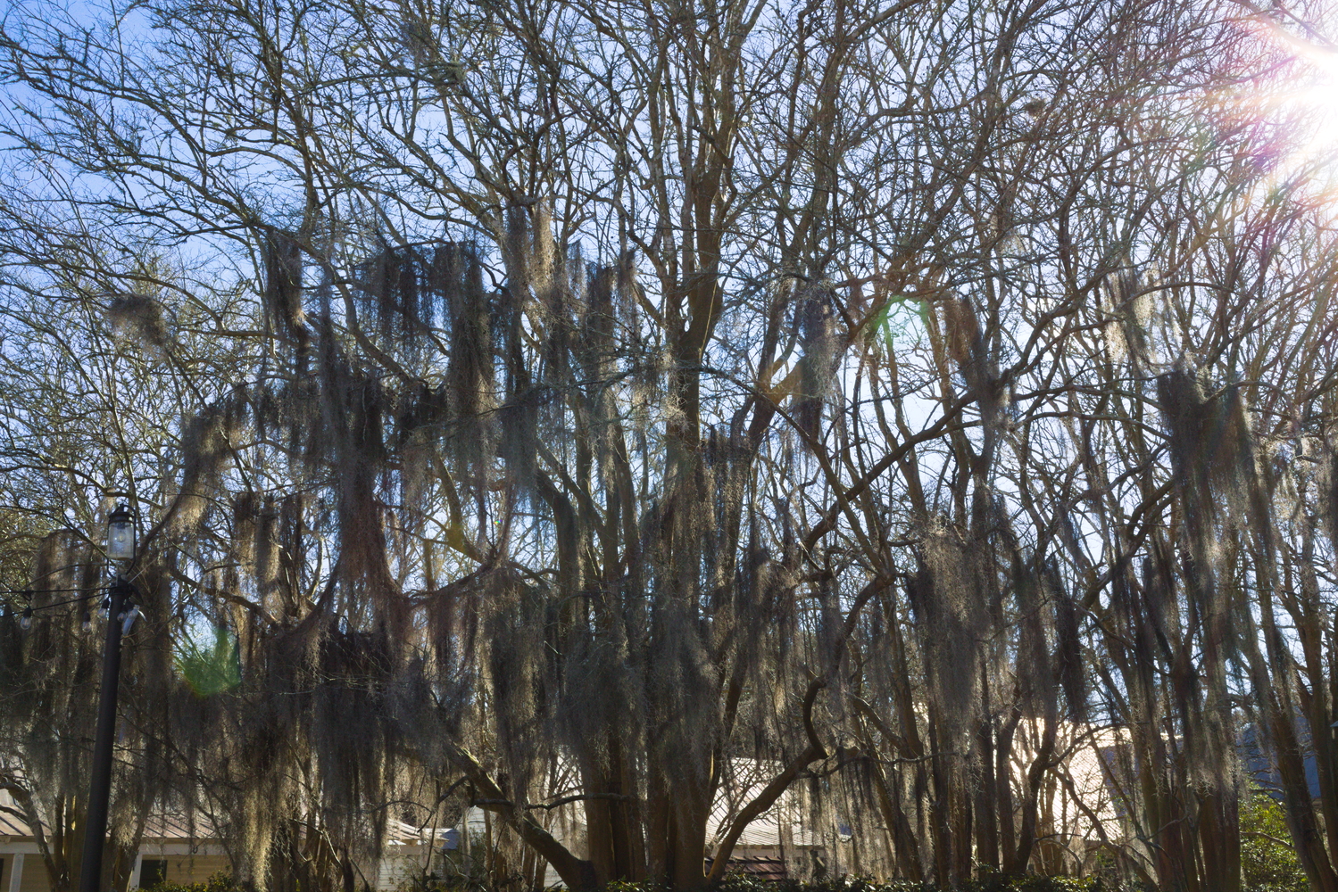 Arbre à Verimilionville, avec la typique « mousse espagnole » (Spanish moss), très présente dans le sud des États-Unis © Globe Reporters