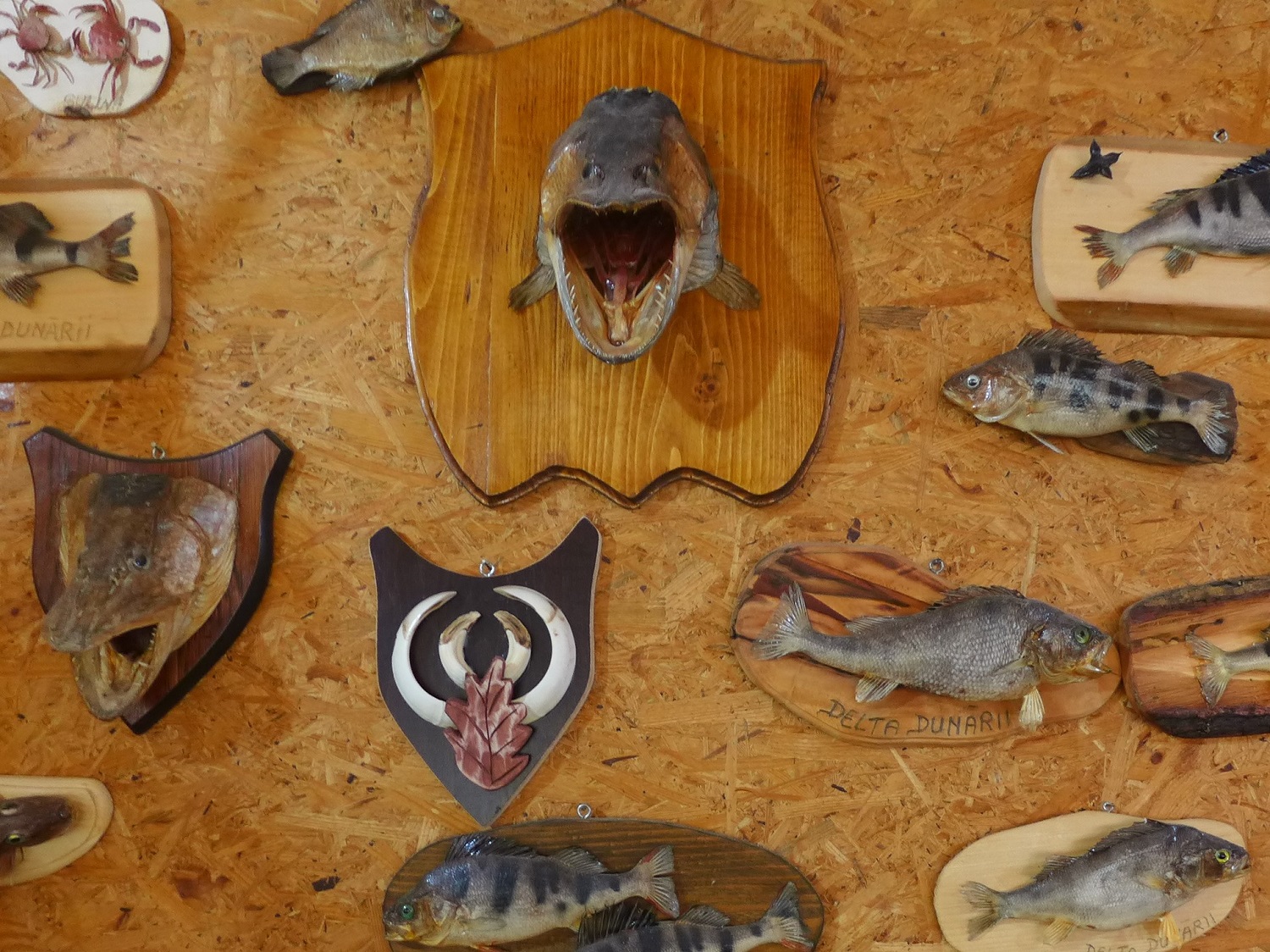 Quelques poissons empaillés, dans sa salle à manger.