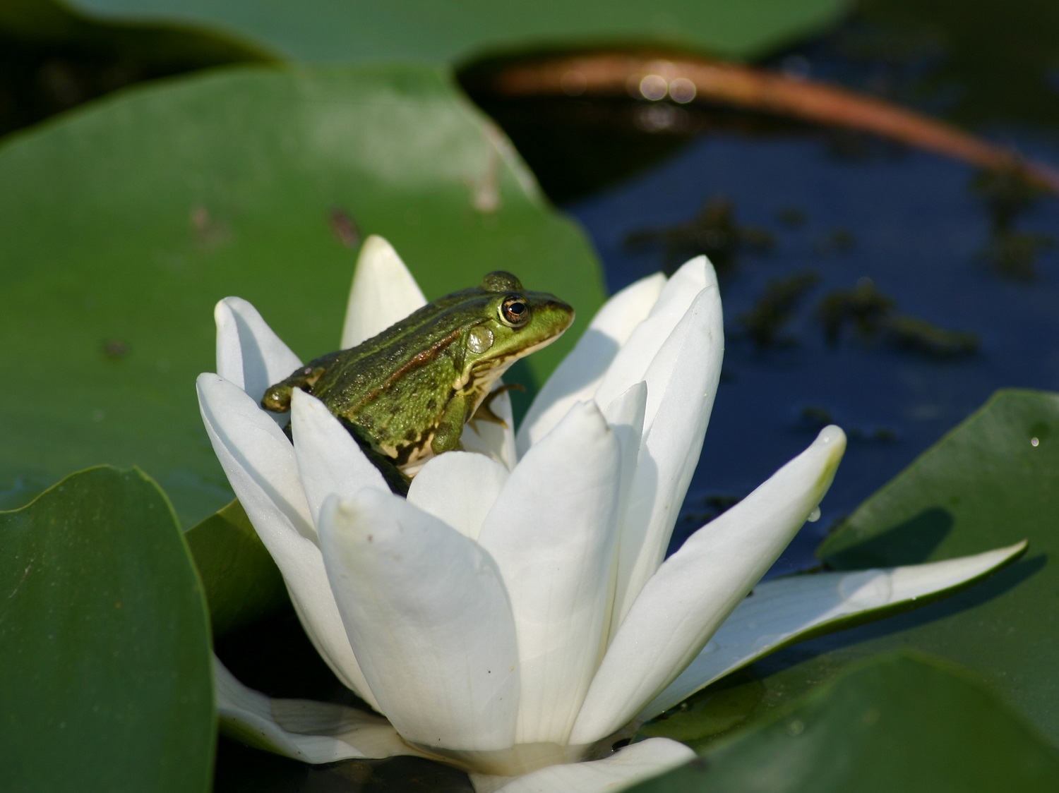 La grenouille et le nénuphar (photo : Petre Vasiliu).