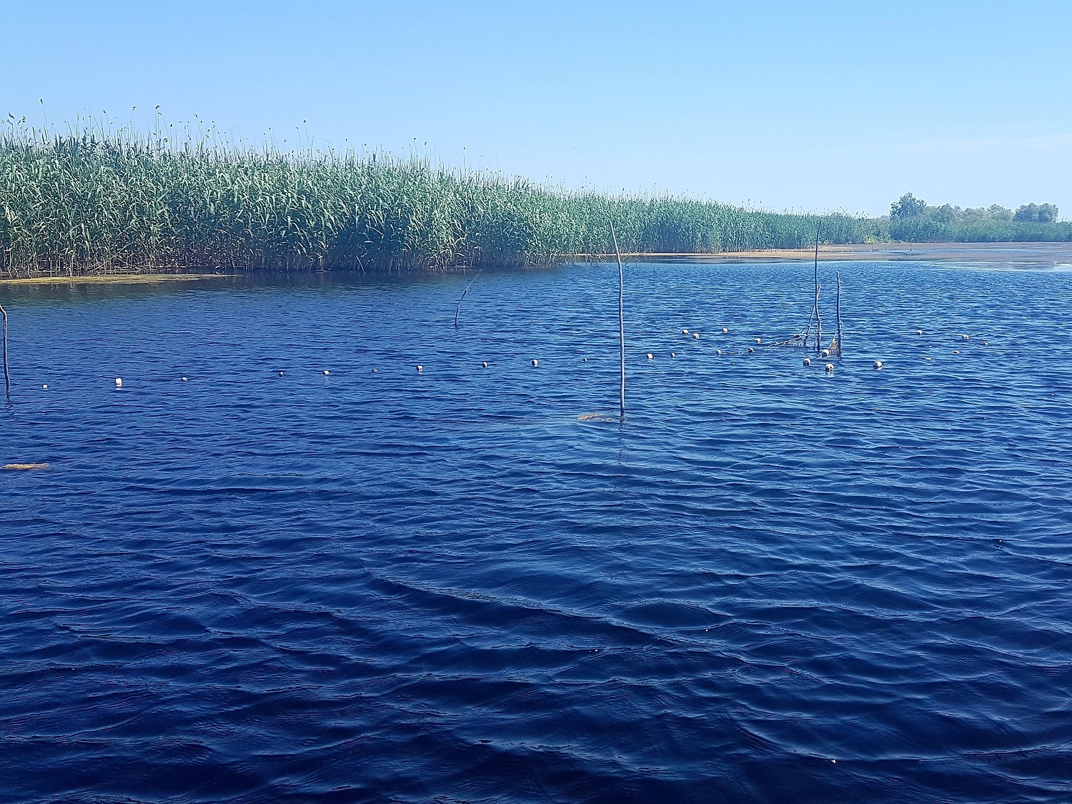 Filets de pêche tendus sous l’eau (photo : Petre Vasiliu).