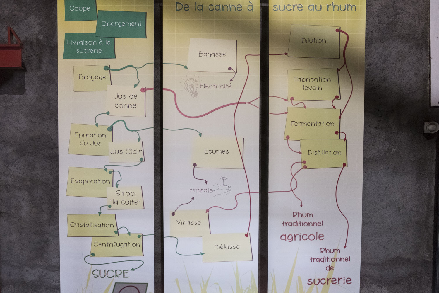 Les différentes étapes de la fabrication du rhum.