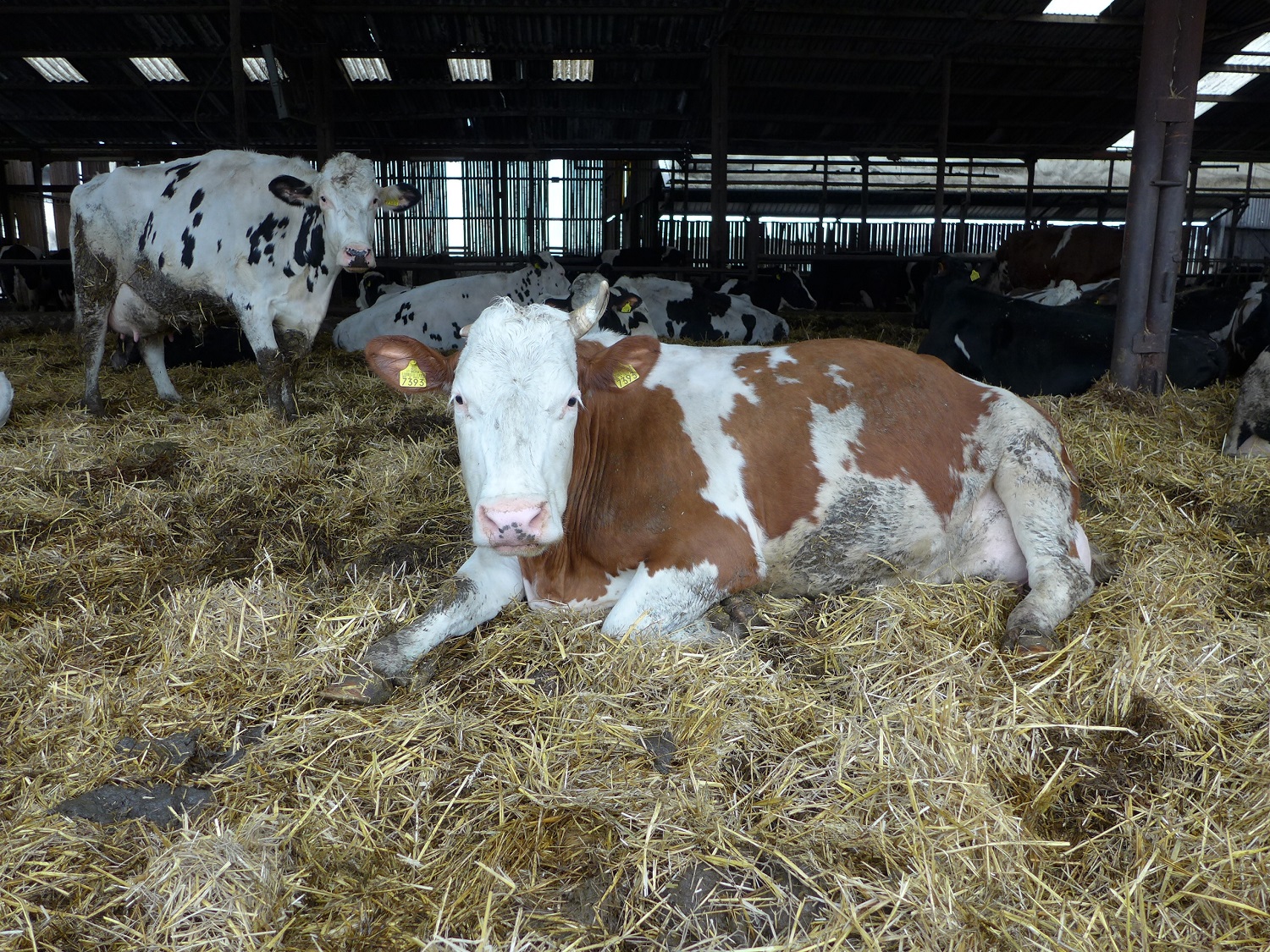 Daniel a aussi quelques vaches de la race roumaine « Baltata Romaneasca » et quelques croisées.