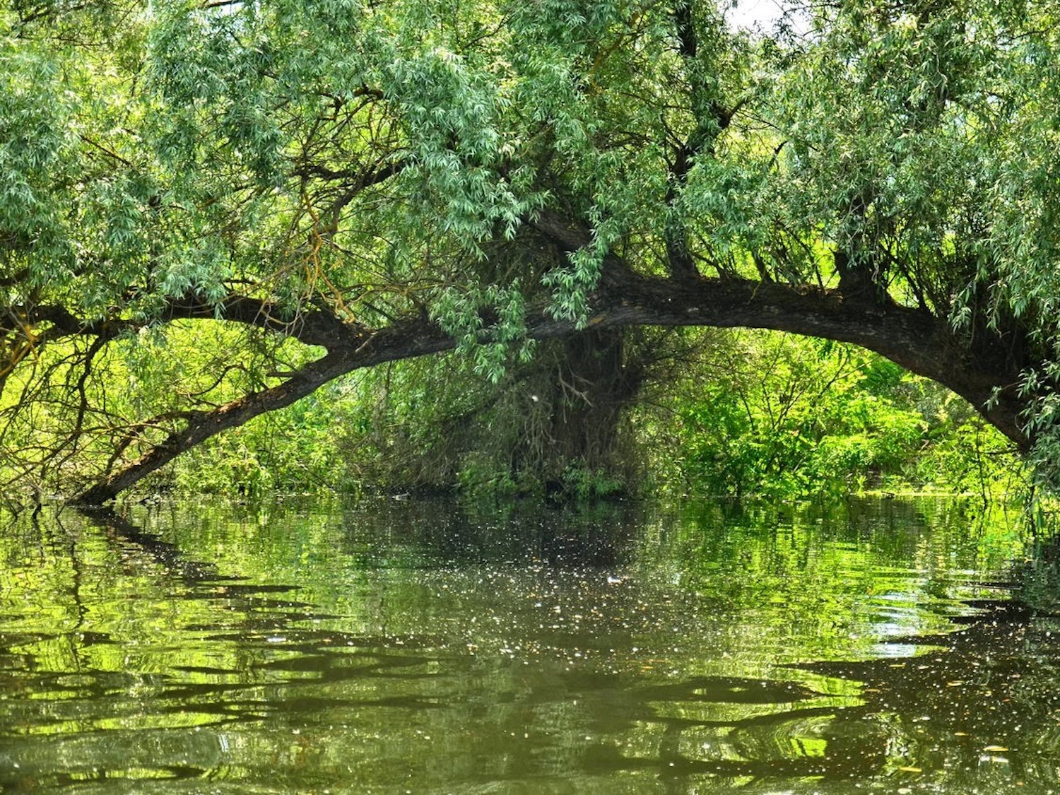 Forêt inondée, près de Crisan (photo : Cristian Miteltu)