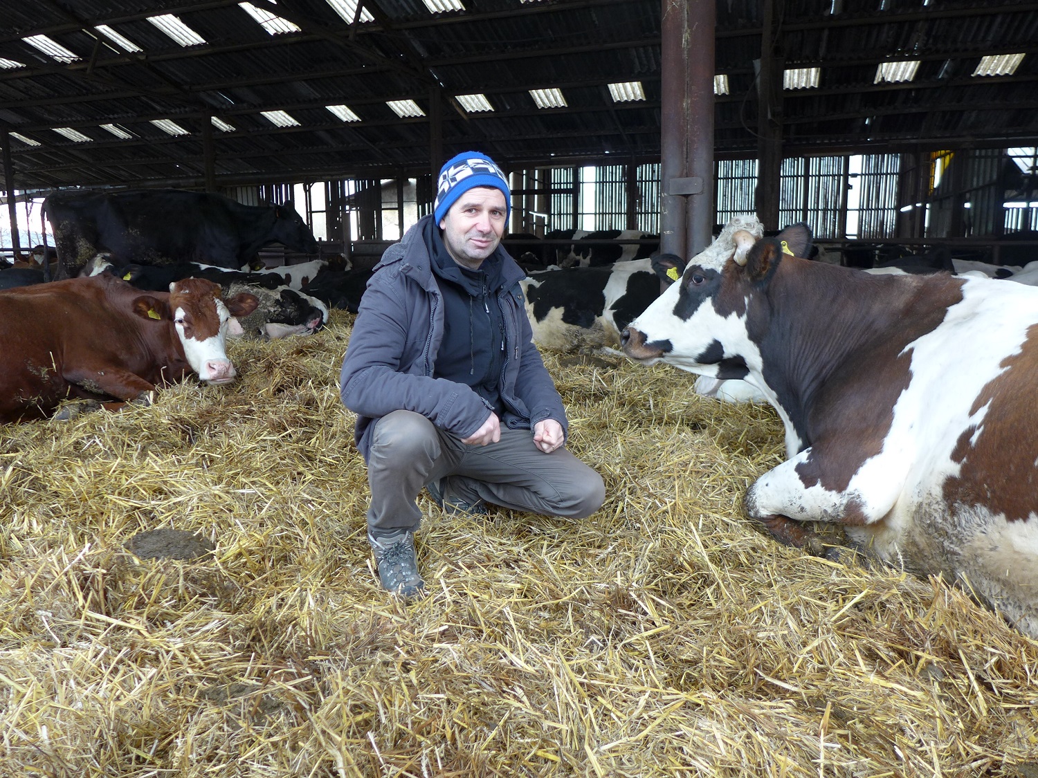 Daniel parmi ses vaches. 