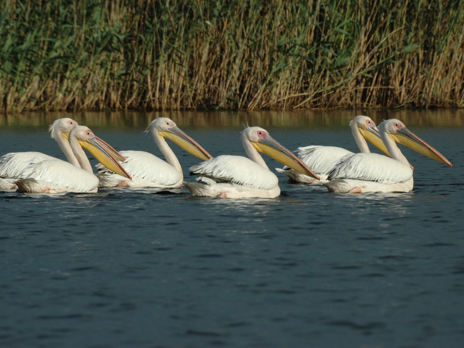 Pélicans (photo : Petre Vasiliu)