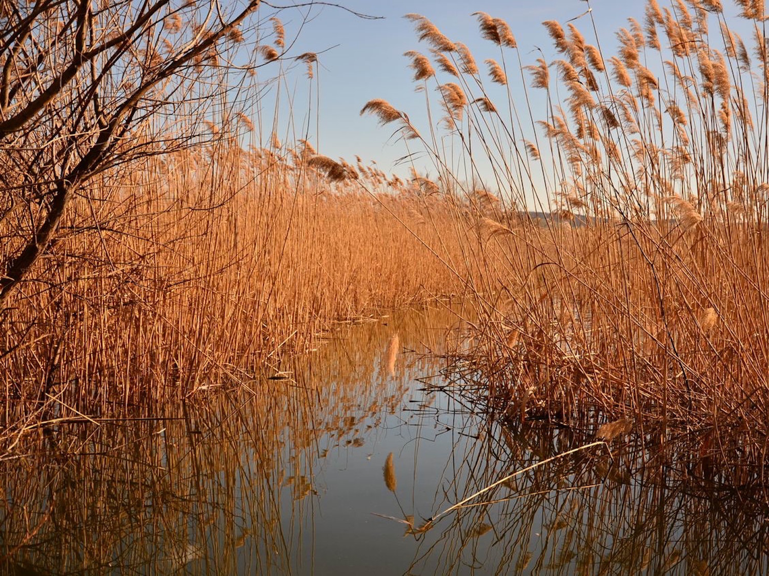 Couleurs dans les roseaux, au début du printemps (photo : Cristian Miteltu)