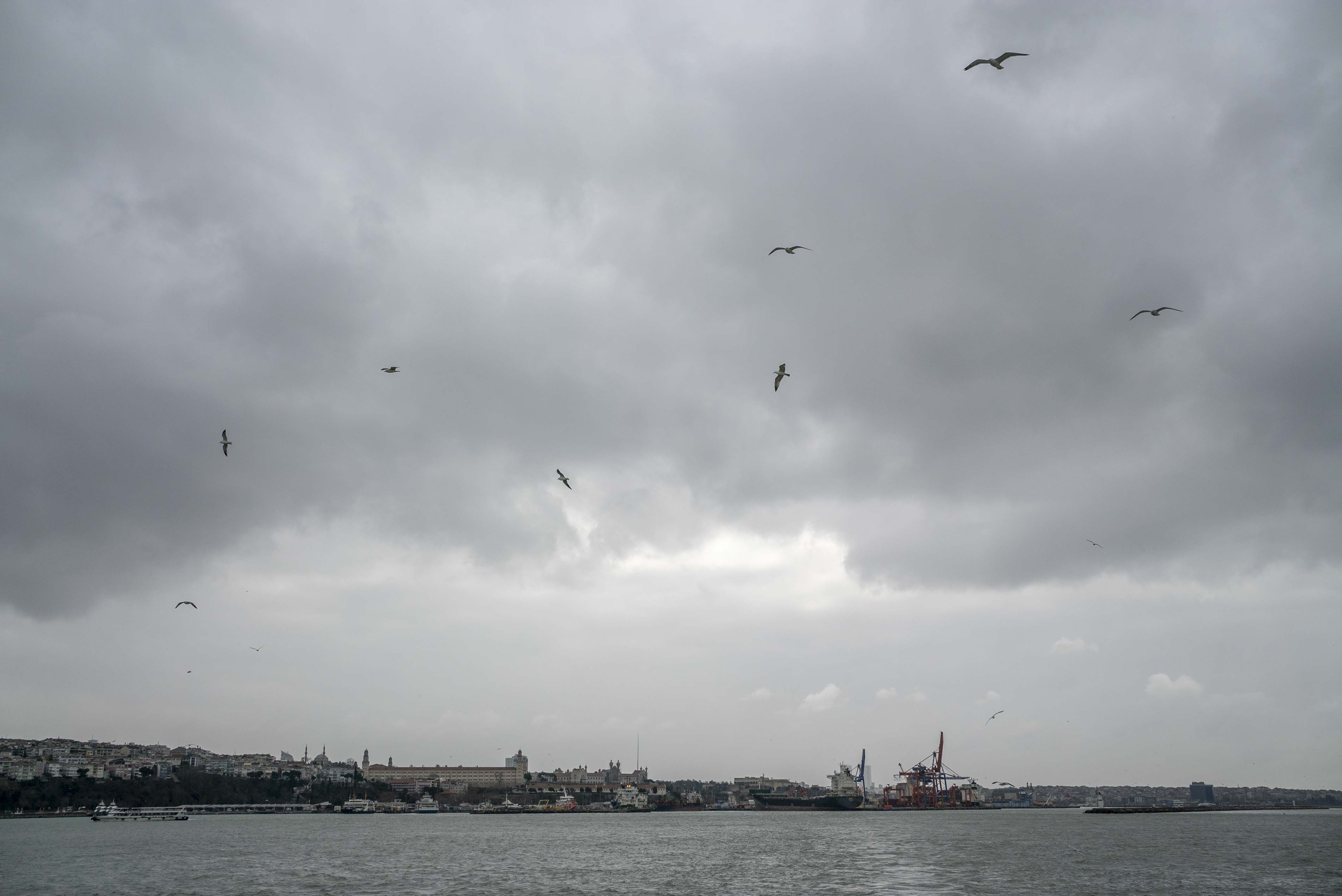 Les mouettes accompagnent le ferry. © Globe Reporters