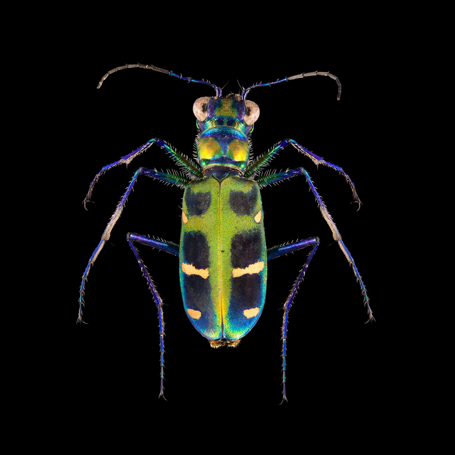 La cicindèle est un coléoptère aux couleurs vives et métalliques. Ces insectes sont souvent appelés coléoptères tigres © Institut Pasteur