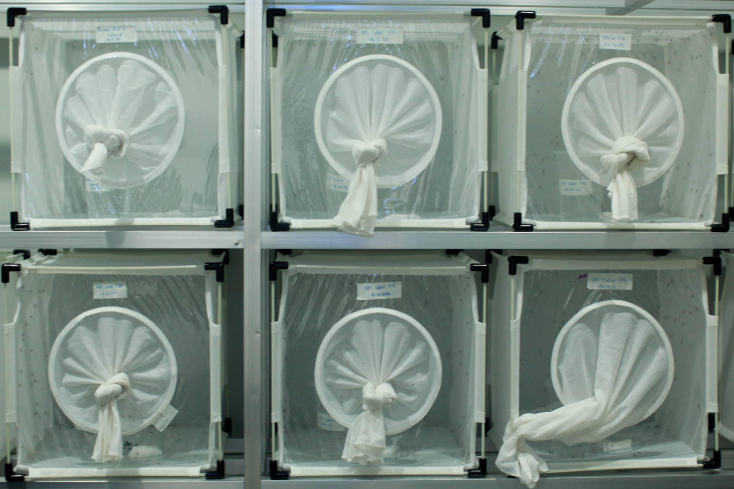 Pièce dédiée à la conservation des insectes, là, des moustiques © Globe Reporters