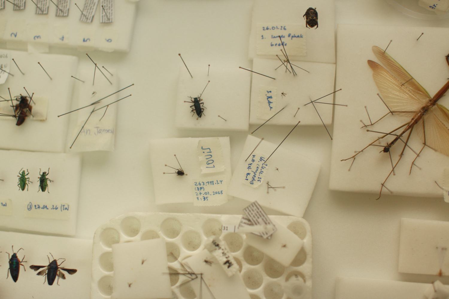 Quelques insectes de la collection de l’Institut Pasteur de Phnom Penh © Globe Reporters