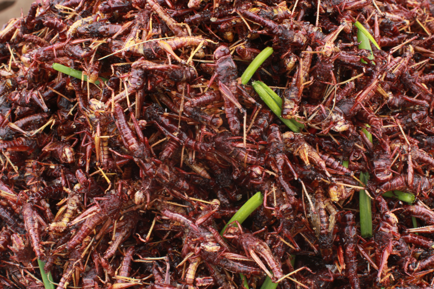 Sauterelles frites sur l’étal de Kim Hong au marché de Skun © Globe Reporters 