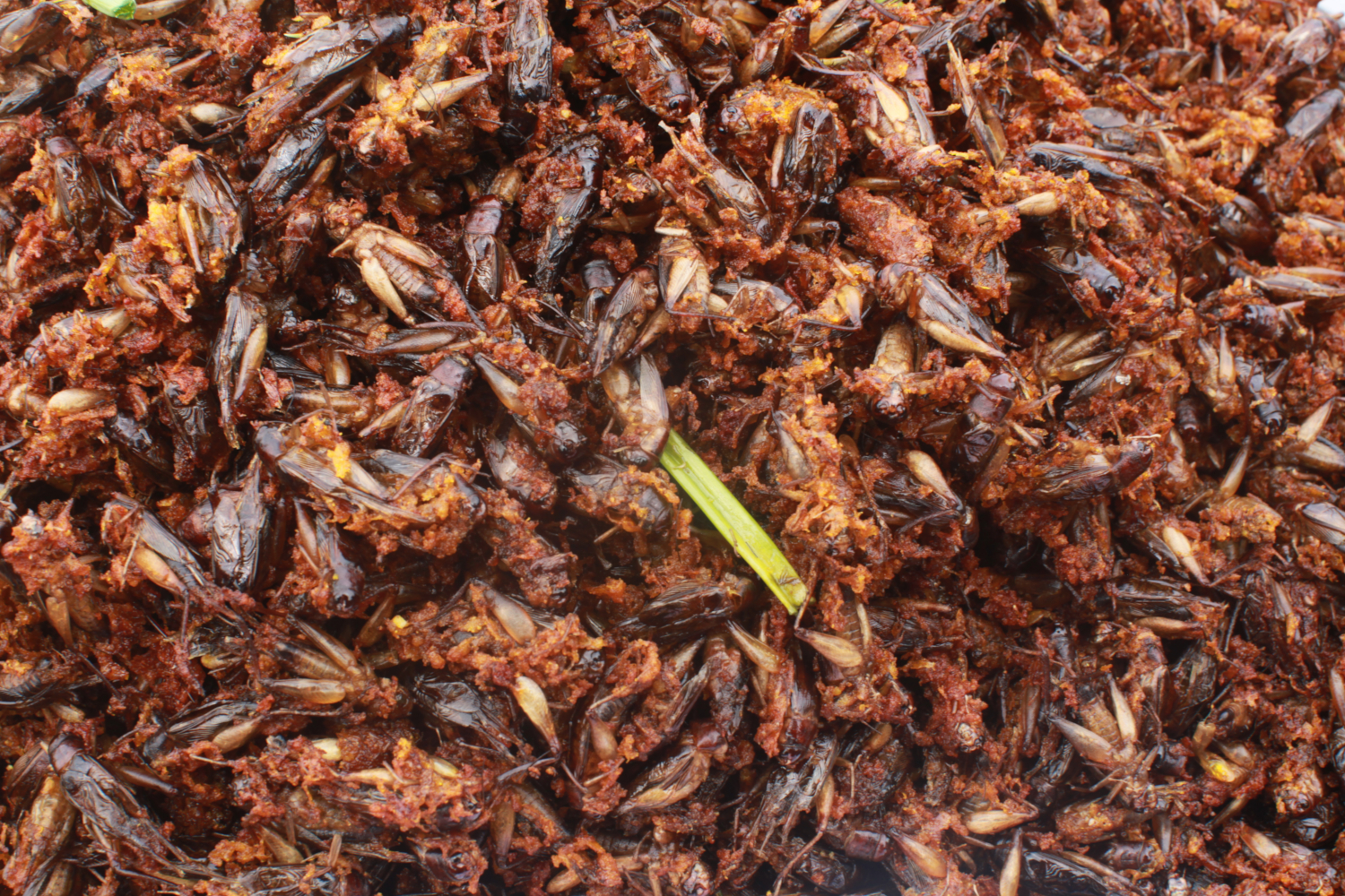 Grillons frits sur l’étal de Kim Hong au marché de Skun © Globe Reporters