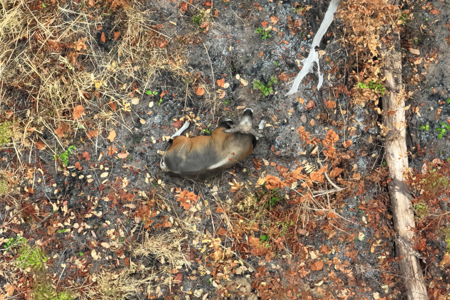 Un banteng se repose dans une forêt cambodgienne © Jeremy Holden Rising Phoenix