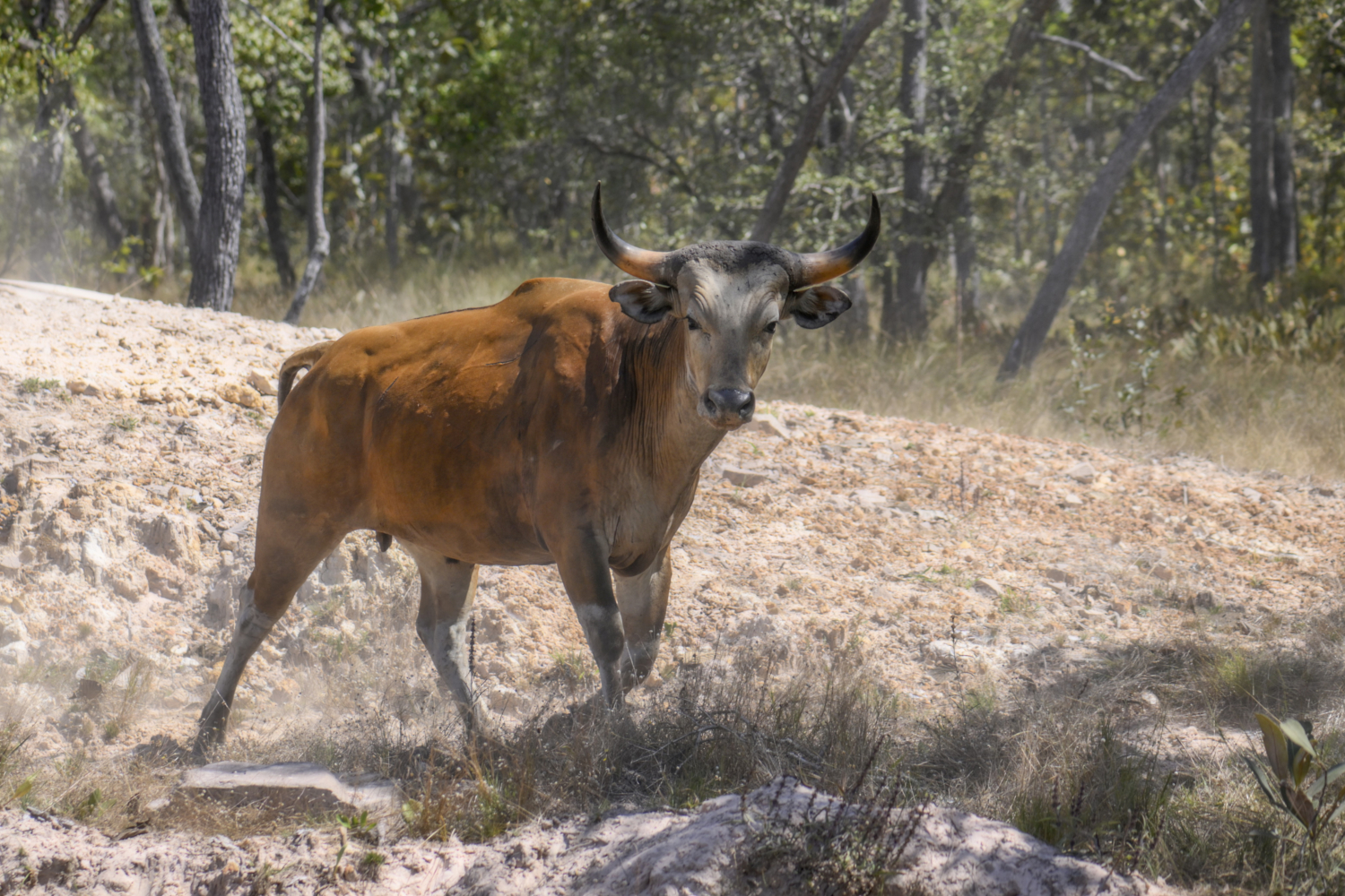Jeune banteng dans une forêt cambodgienne ©Jeremy Holden Rising Phoenix