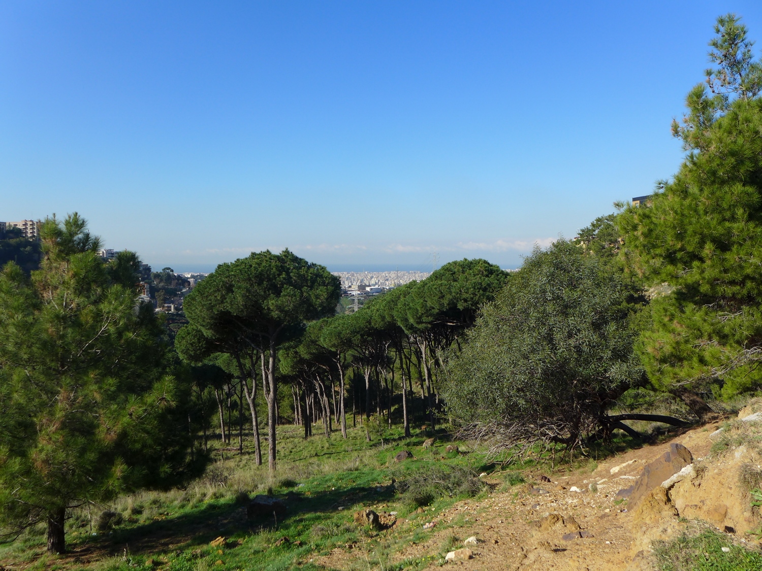 De plus en plus d’arbres sur la route. Sans doute des projets de reforestations © Globe Reporters