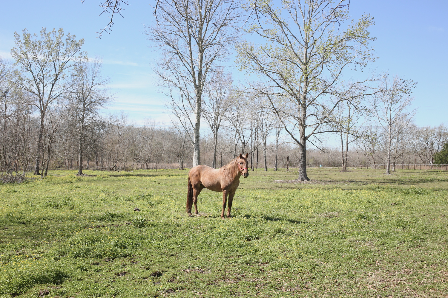 Red, le cheval d’un ami de Drake, est plus timide © Globe Reporters