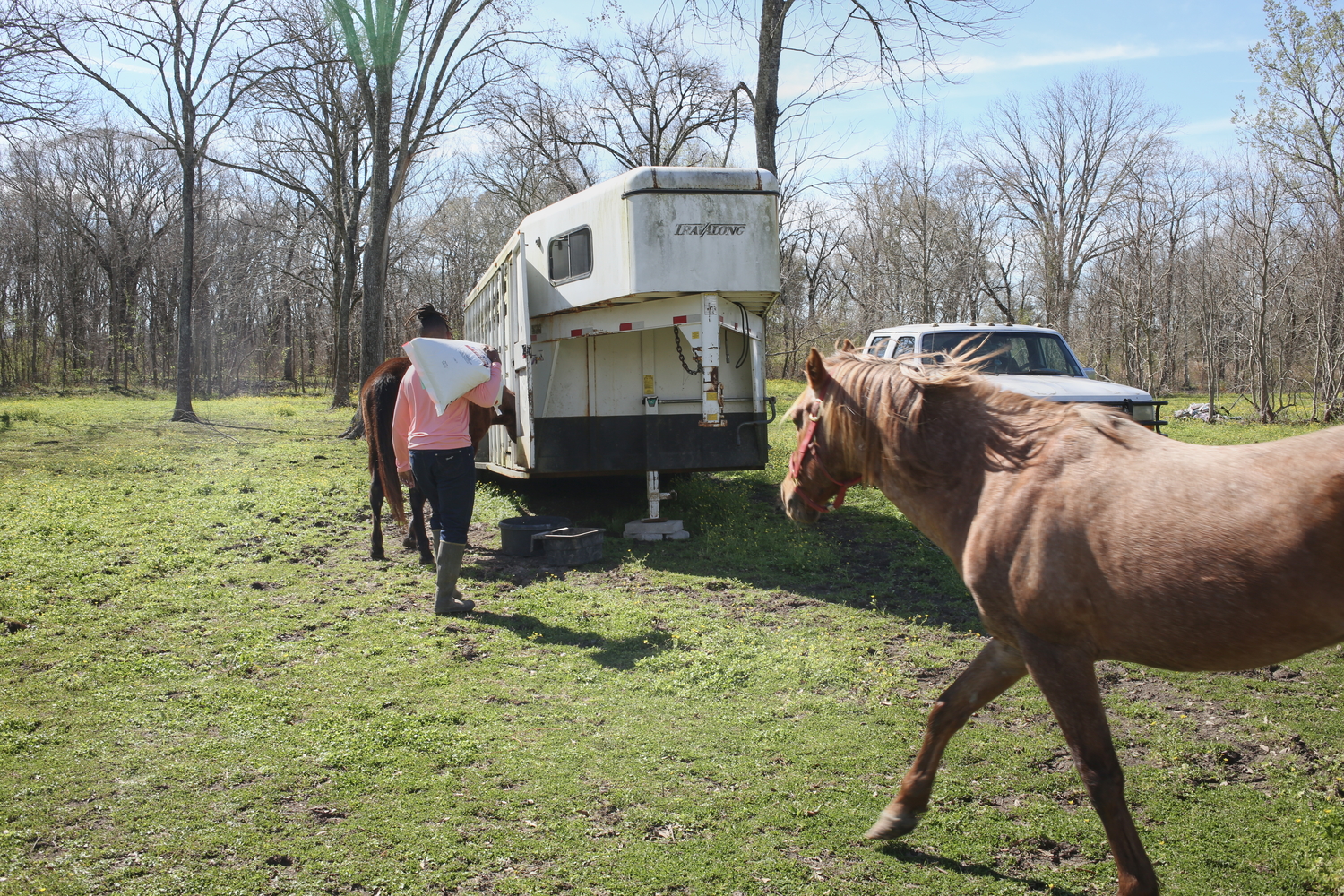 Les chevaux suivent Drake qui a apporté de quoi manger © Globe Reporters
