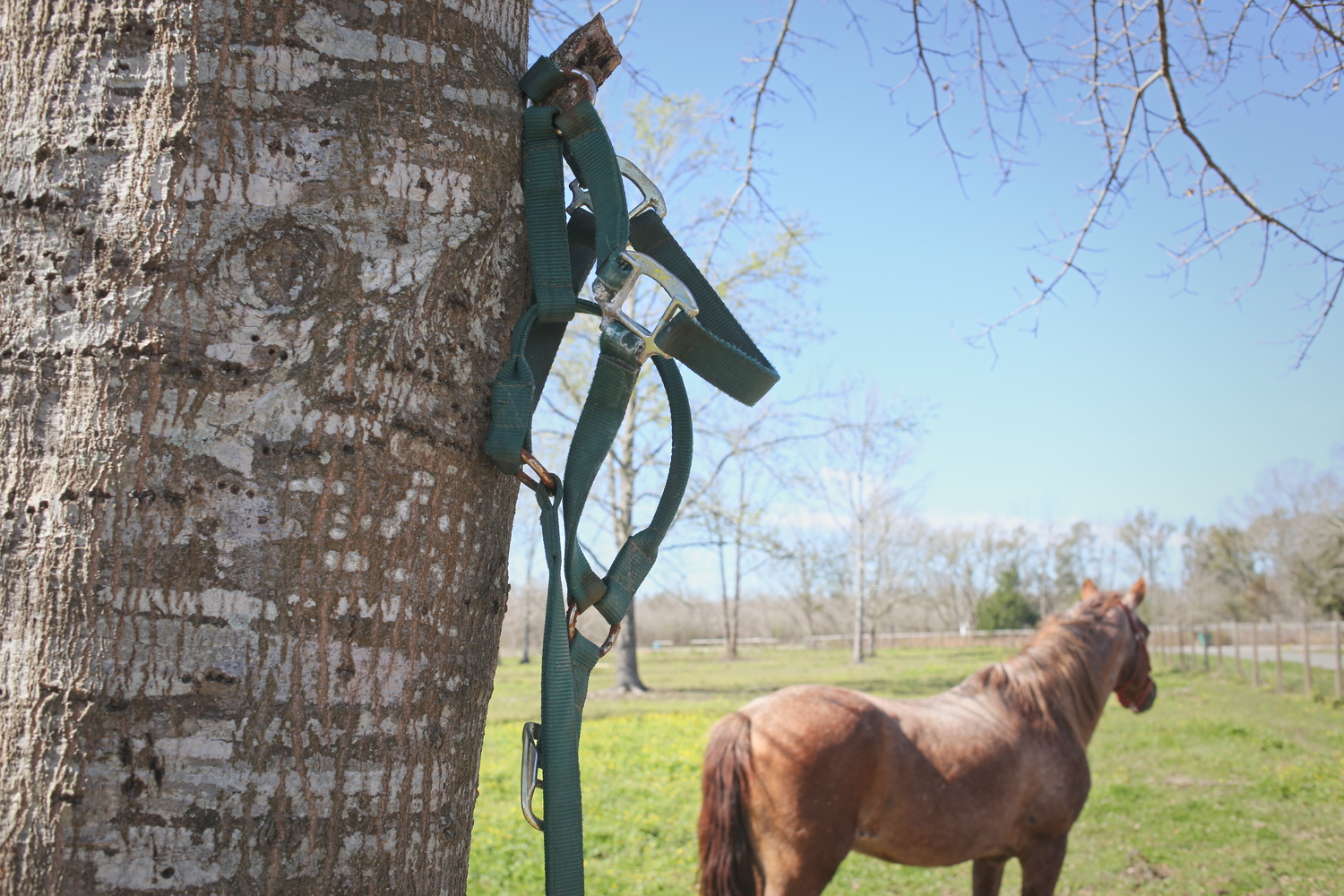 Bride pour les chevaux © Globe Reporters