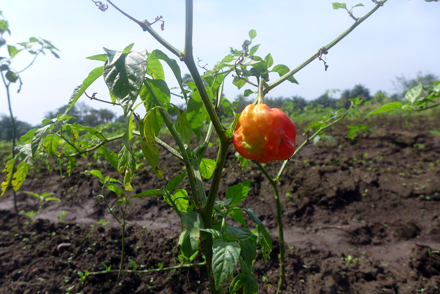 Plant de piment.