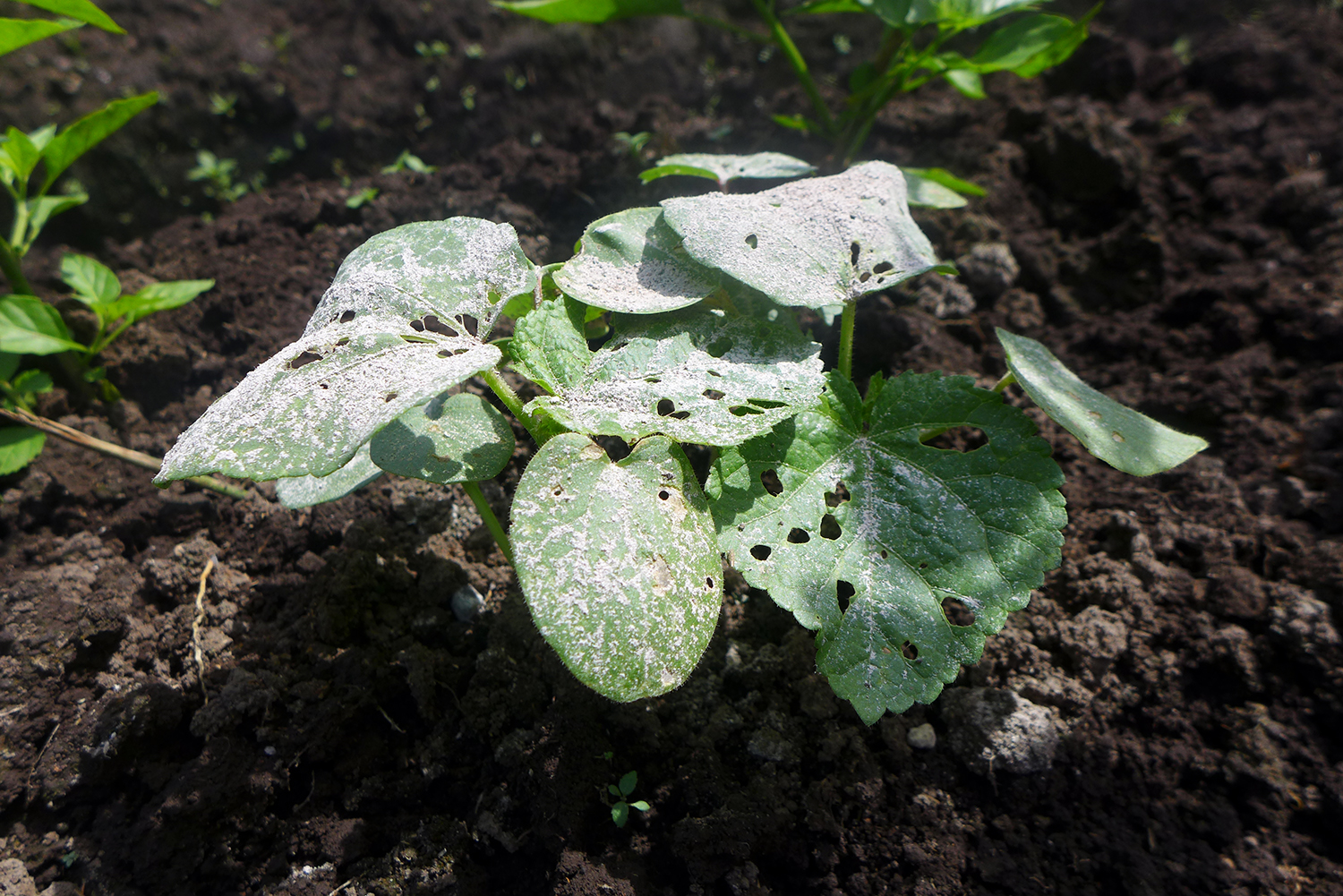 Plant de gombo.