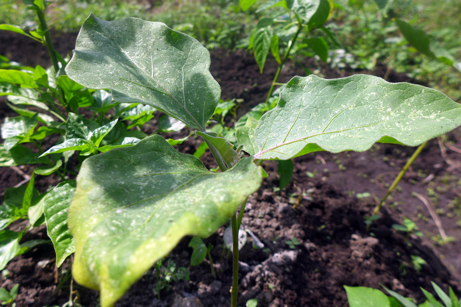 Plant d’aubergine.