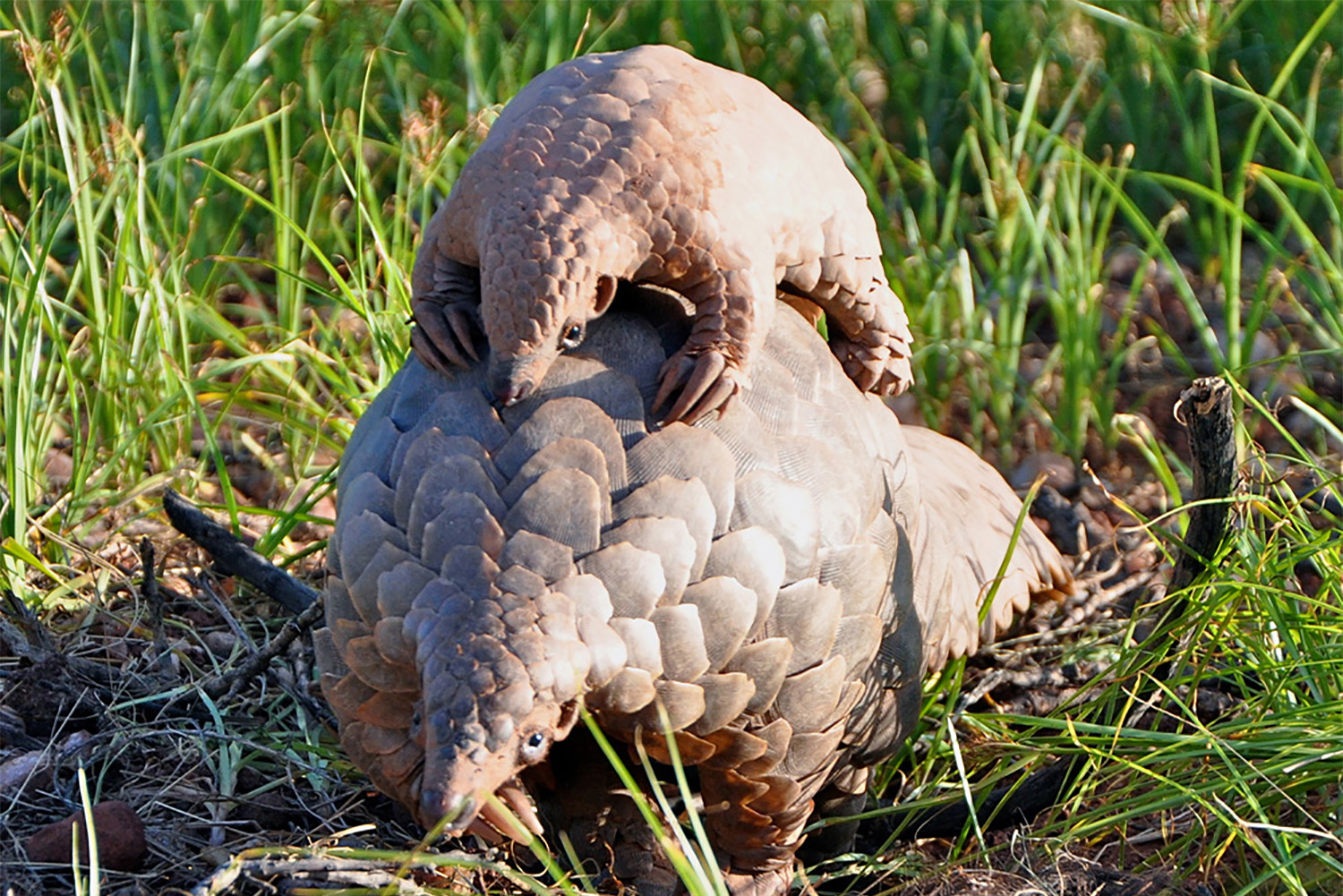 Une maman pangolin et son petit. Les pangolins sont chassés pour leurs écailles à qui les médecines traditionnelles prêtent des vertus médicinales.