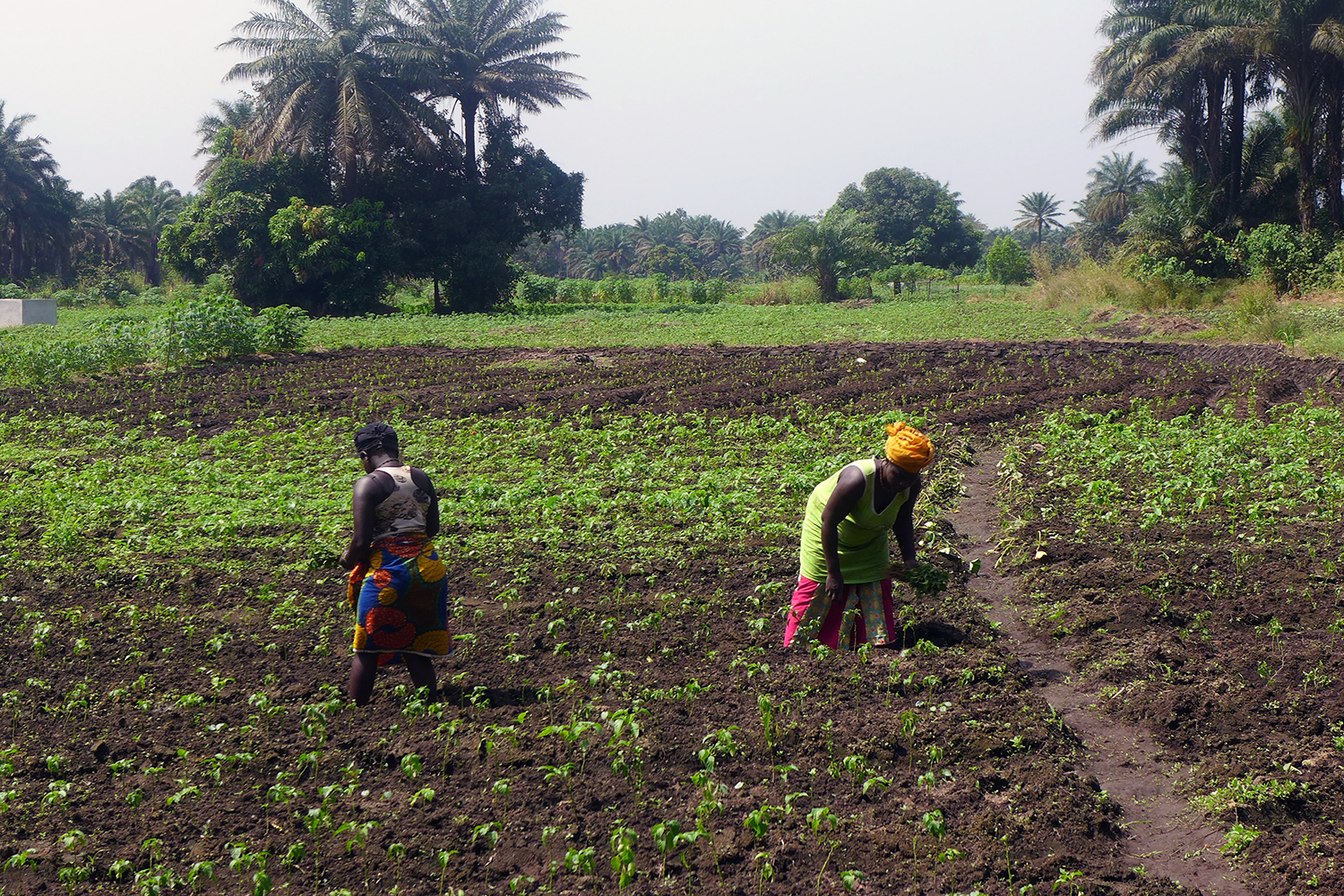 Agricultrices dans les champs d’Issiaga KALABANE.