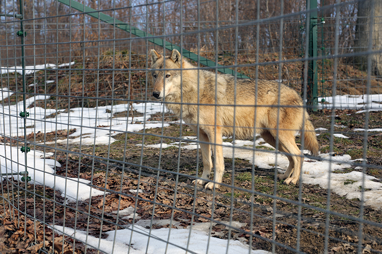 Une louve dans la réserve de Zarnesti près de Brasov
