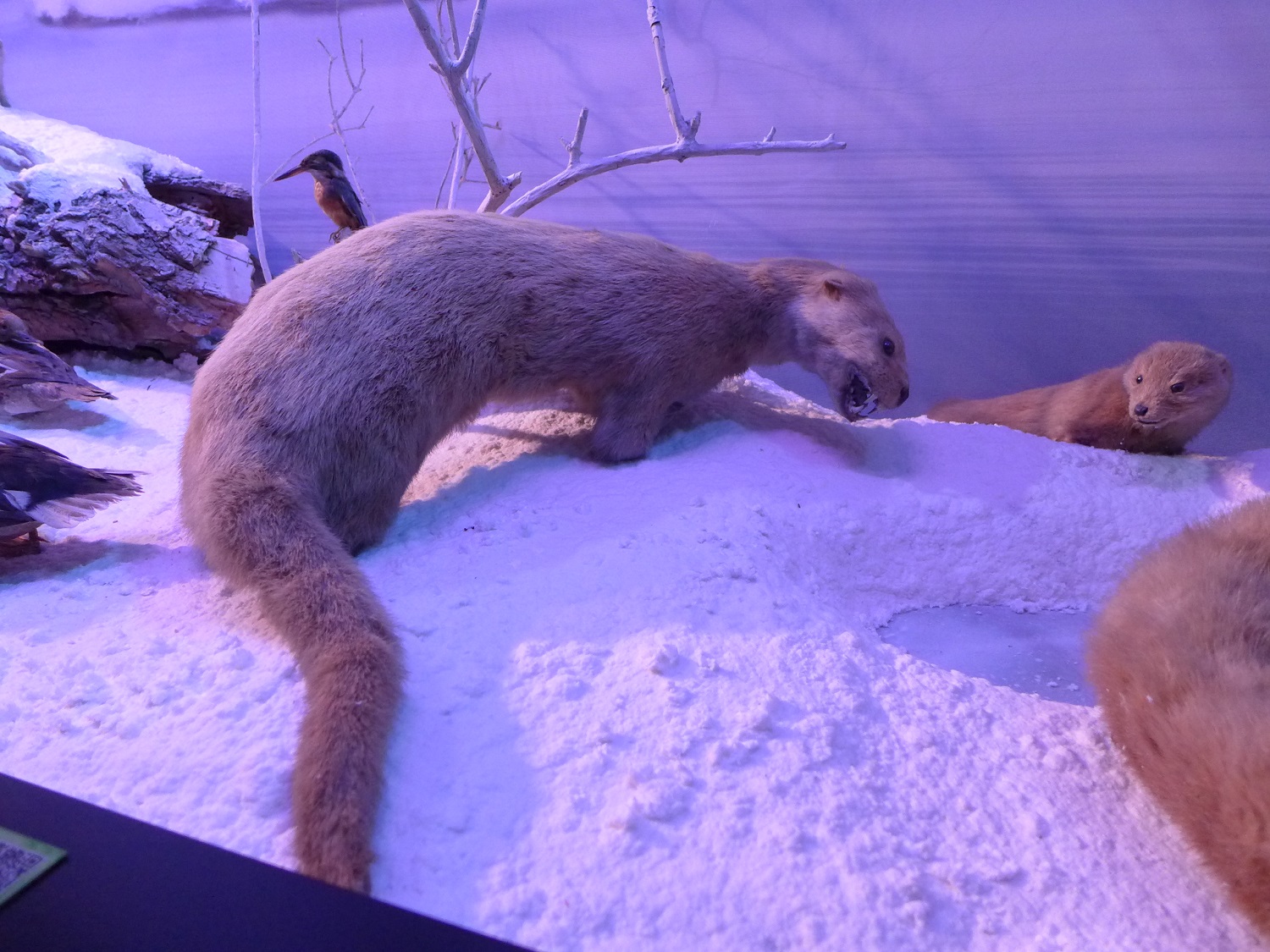 La loutre, une espèce protégée.