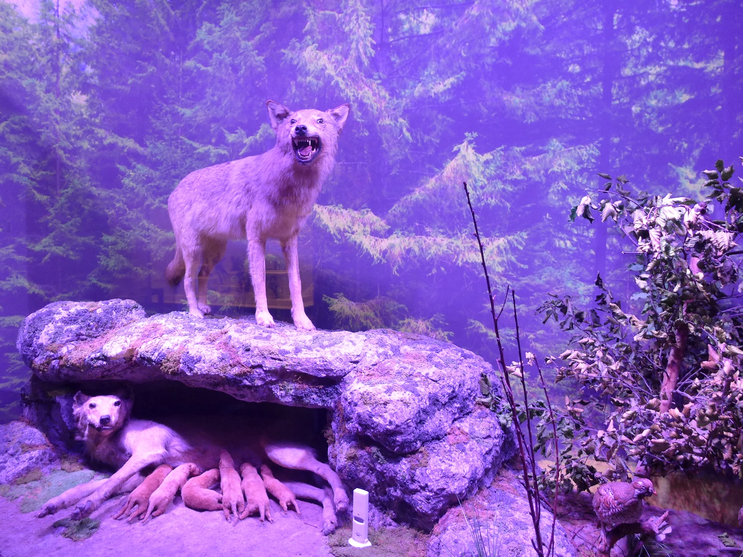 Des loups. Alexandru Iftime en a vu une seule fois dans sa vie. « Ils sont très craintifs ».