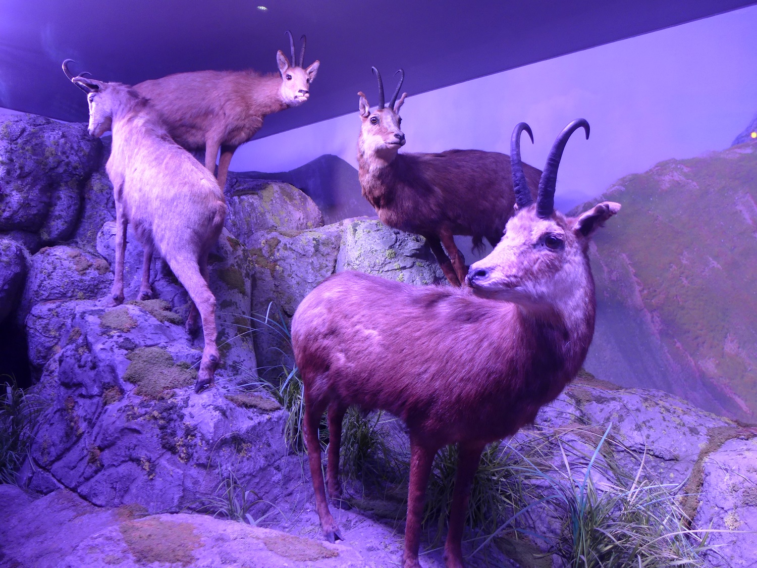 Les chamois vivent dans la montagne