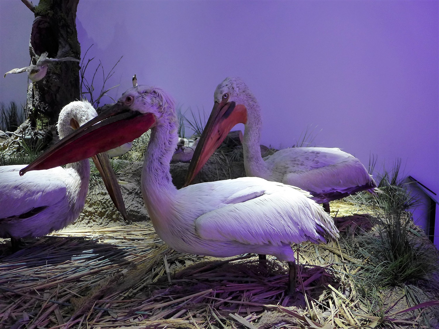 Le pélican frisé, une des espèces emblématiques du Delta du Danube.