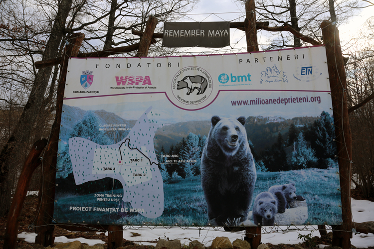 Panneau hommage à l’ours Maya