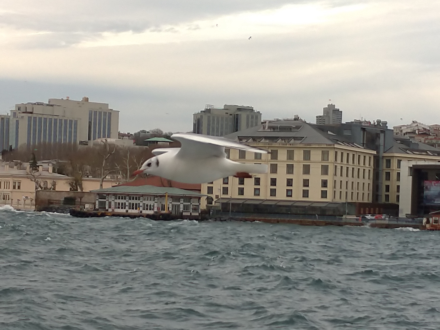 Les mouettes aiment suivre les bateaux. Souvent des passagers leur jettent des morceaux de simit, pain en couronne parsemé de grains de sesame, qu’elles attrapent au vol. © Globe Reporters