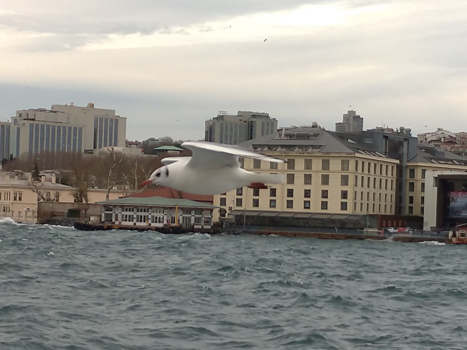 Les mouettes aiment suivre les bateaux. Souvent des passagers leur jettent des morceaux de simit, pain en couronne parsemé de grains de sesame, qu’elles attrapent au vol. © Globe Reporters