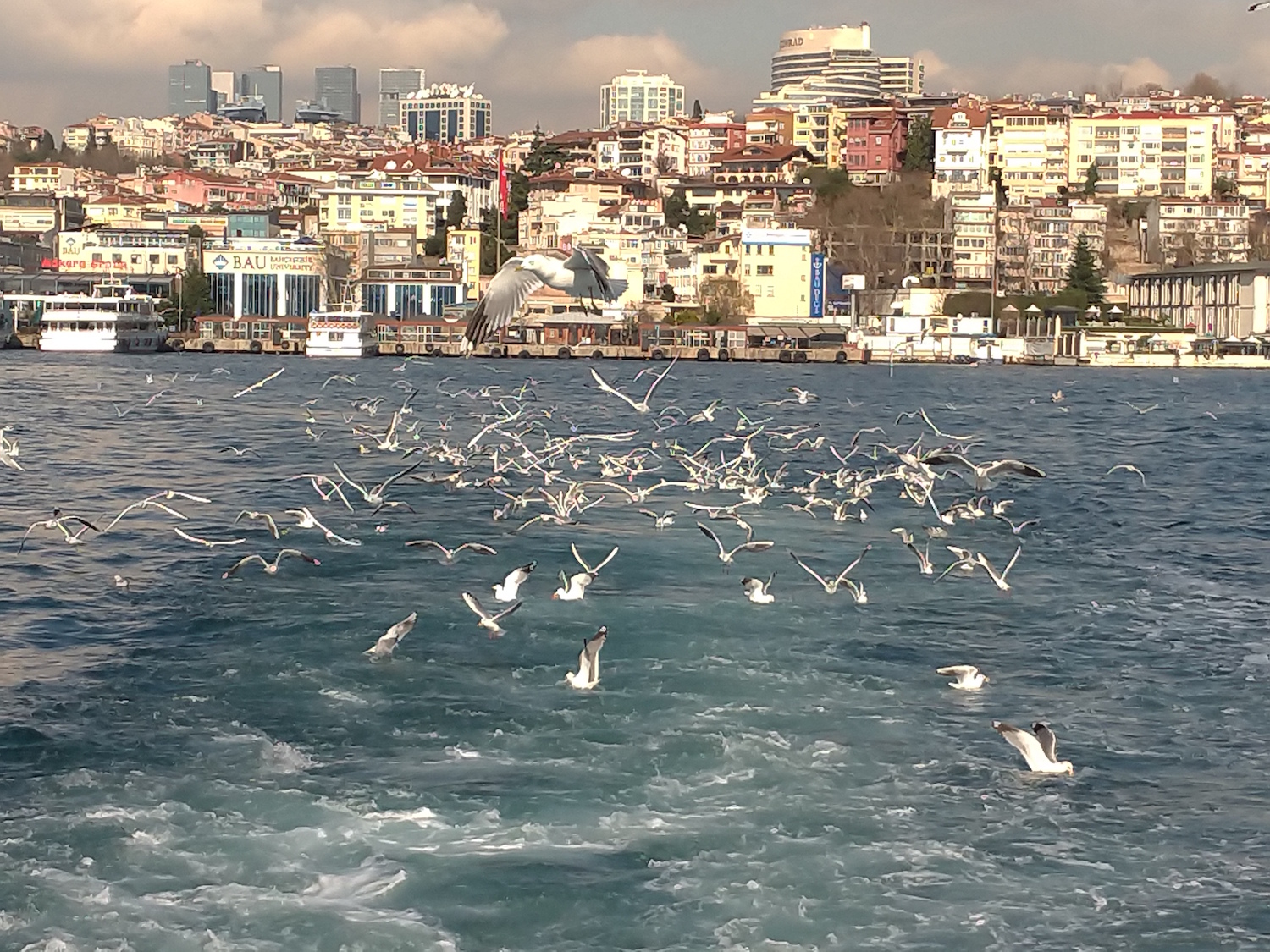 Pour les mouettes et les goélands, les bateaux qui traversent le Bosphore sont de véritables garde-mangers ambulants. Un employé de ce bateau vient de jeter des restes de pain et c’est l’heure du festin. © Globe Reporters