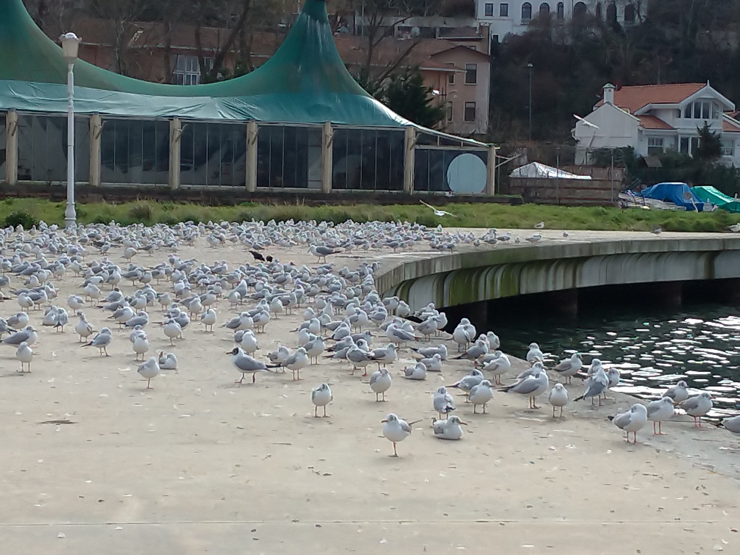 Cubuklu est un petit quartier très très calme de la rive asiatique du Bosphore. Selon l’estimation de l’envoyé spécial des globe-reporters, on y compte plus de mouettes que d’habitants. © Globe Reporters